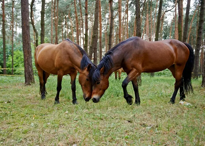 Osrodek Rehabilitacyjno - Wypoczynkowy Wielspin